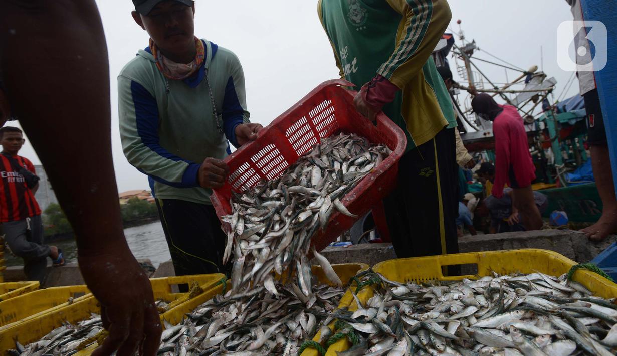 Nelayan tradisional menurunkan hasil tangkapan ikan di Pelabuhan Muara Angke, Jakarta, Sabtu (19/2/2022). Nelayan mengatakan hasil tangkapan ikan mulai membaik seiring pergantian musim dan angin barat. (merdeka.com/Imam Buhori)