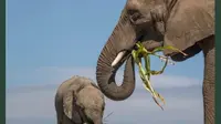 Kawanan Gajah di Kebun Binatang Howletts Wild Animal Park, Inggris. (dok.Instagram @howlettspark/https://www.instagram.com/p/CQ234LvNdab/Henry_
