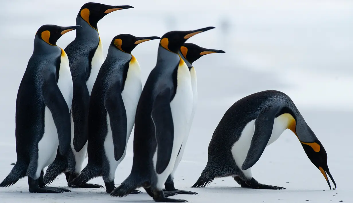 Beberapa penguin King terlihat di Volunteer Point, Kepulauan Falkland (Malvinas), Stanley, Inggris, 6 Oktober 2019. Di wilayah Inggris di Samudra Atlantik Selatan tersebut terdapat penguin jenis King, Rockhopper, Gentoo, Magellanic, dan Macaroni. (Pablo PORCIUNCULA BRUNE/AFP)