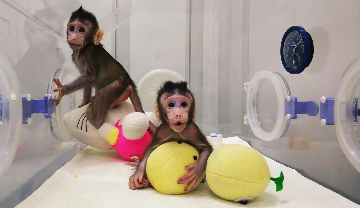 Gambar dari video tak bertanggal memperlihatkan dua monyet kloning, Zhong Zhong dan Hua Hua, berada dalam kandang di China. Mereka lahir dengan perbedaan waktu sekitar dua minggu namun memiliki genetik yang sama. (Handout/CHINESE ACADEMY OF SCIENCES/AFP)