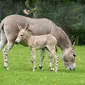 Kuda Keledai "Berkaki Zebra" (Sumber: Kebun Binatang Marwell)