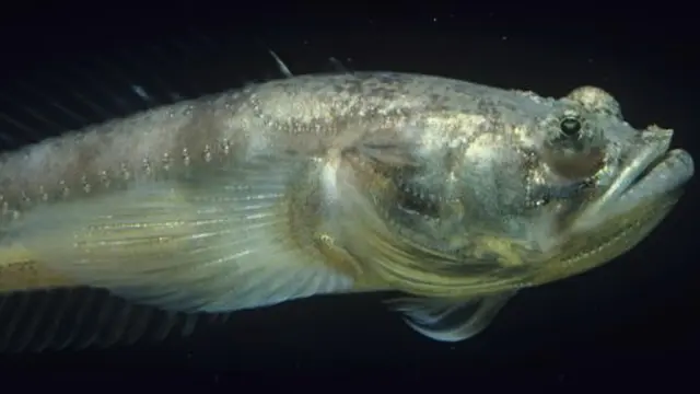 ikan-dengung-131023c.jpg