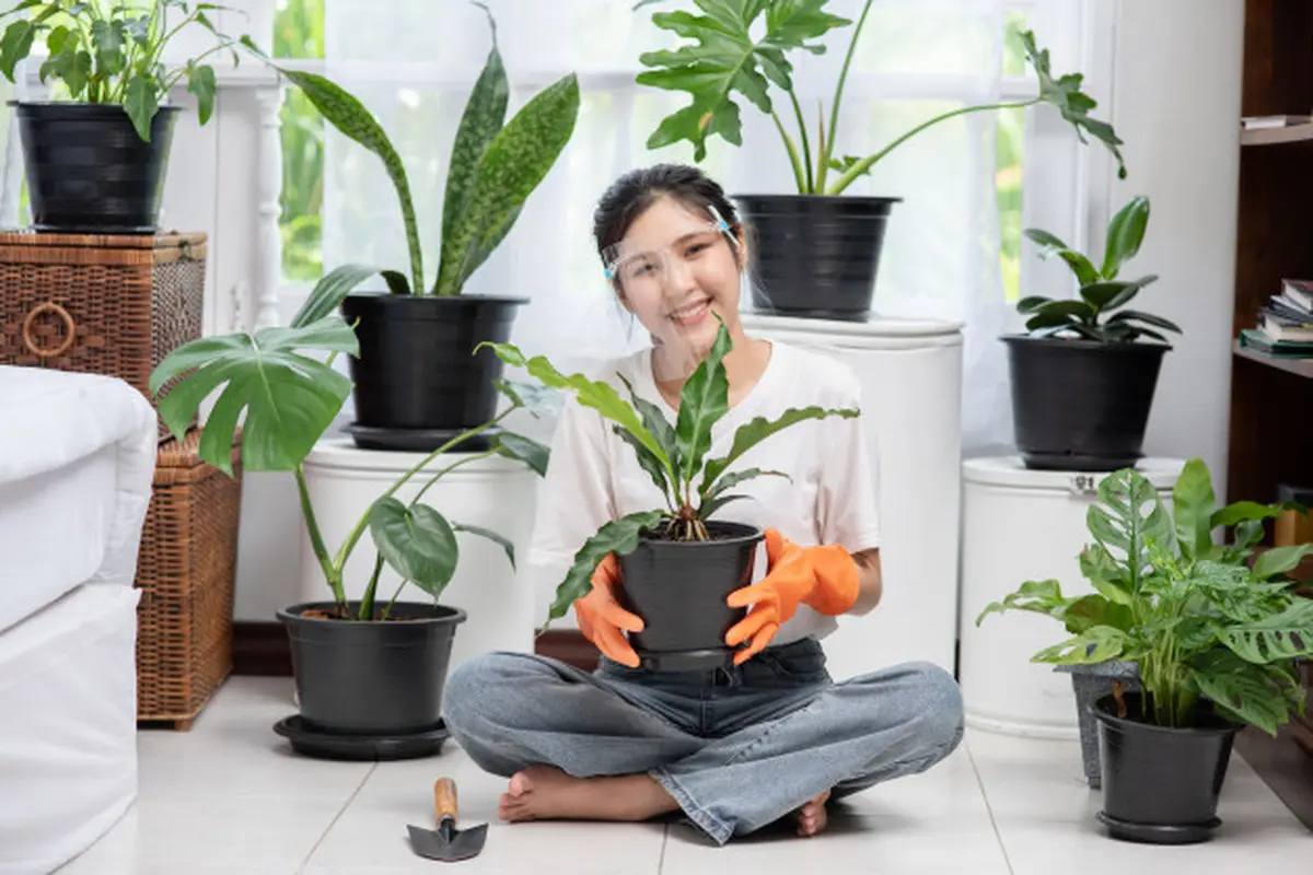 Tanaman Hias Daun