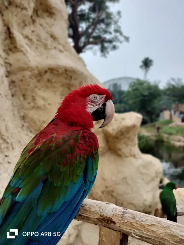 Hasil foto dengan Oppo A98 5G (Liputan6.com/Giovani Dio Prasasti)