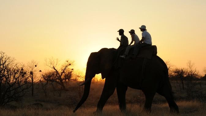 Naik gajah di Zimbabwe. (travelozimbabwe.com)