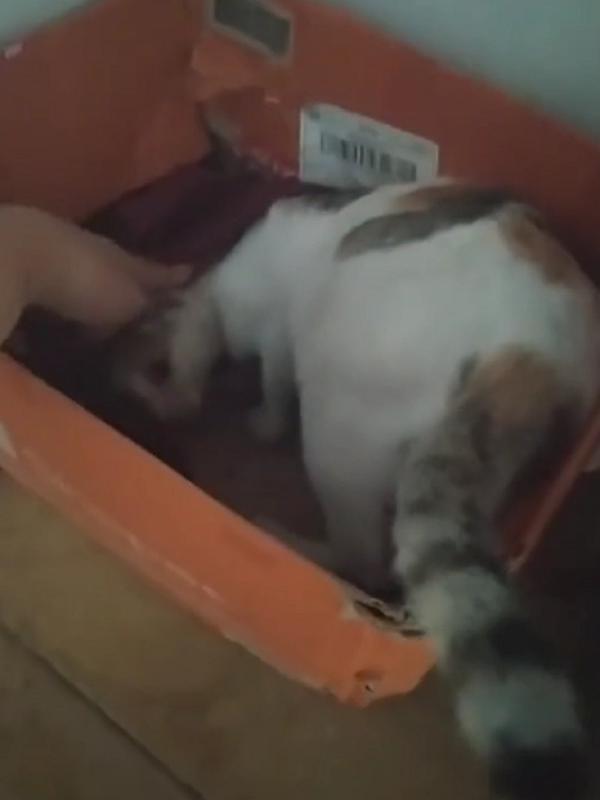 Viral Kucing Minta Ditemani Saat Lahiran. Sumber: TikTok/cut3011.