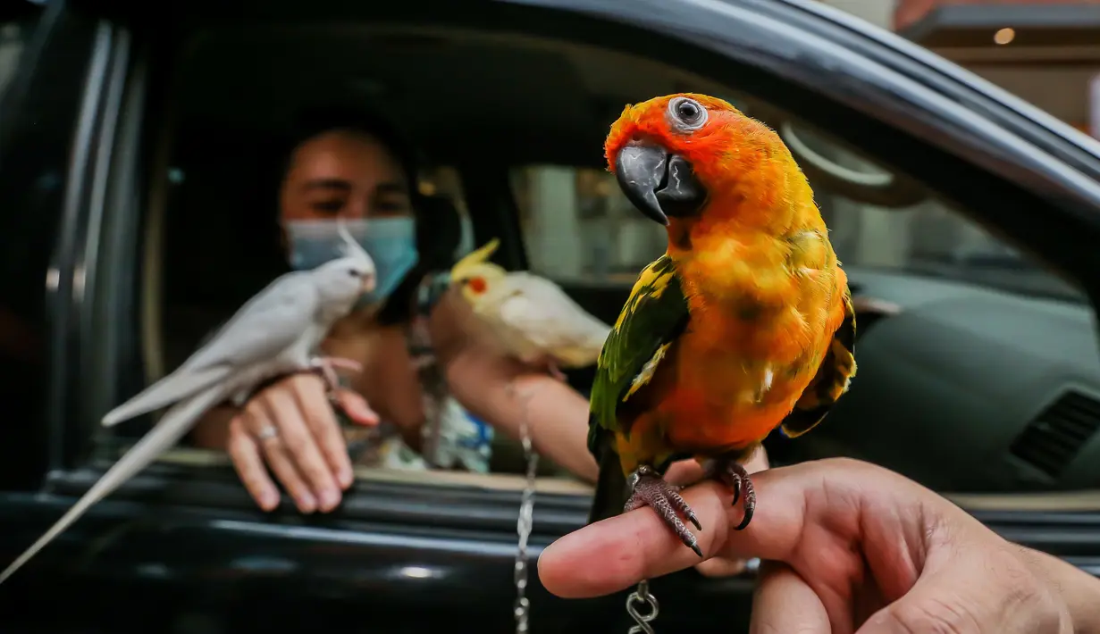 Burung-burung peliharaan terlihat saat pemberkatan drive-thru hewan peliharaan di Manila, Filipina, 4 Oktober 2020. Pemberkatan drive-thru hewan peliharaan tersebut diadakan di tengah pandemi COVID-19 untuk merayakan Hari Hewan Sedunia setiap tanggal 4 Oktober. (Xinhua/Rouelle Umali)