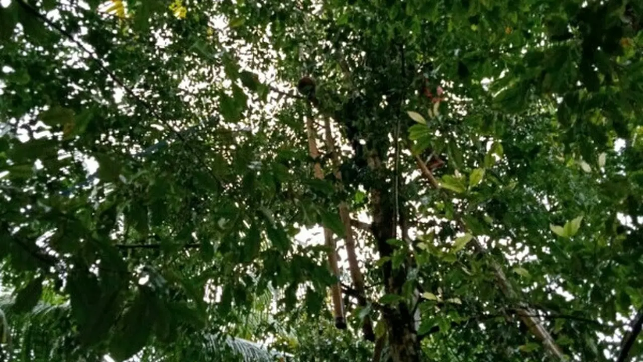 Posisi badan korban sudah tersandar di tangga dan cabang pohon cengkih tersebut.