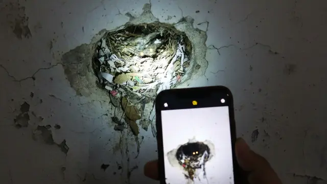 Cara Mengetahui Ada Tikus di Dalam Tembok (Foto: Gemini AI)