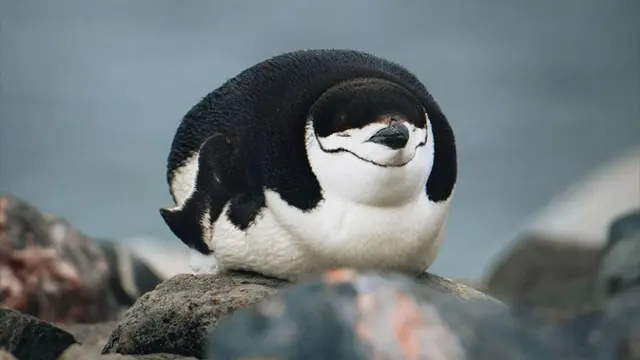 Penguin