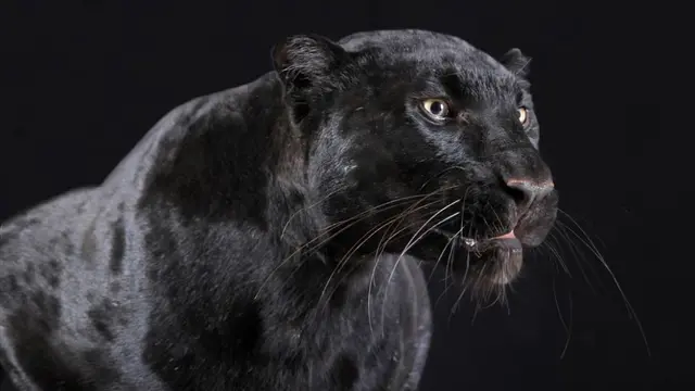 macan kumbang