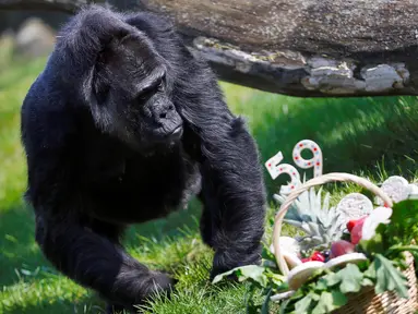 Gorila Fatou melihat bingkisan yang dihadiahkan untuknya saat merayakan ulang tahun ke-59 di Kebun Binatang Berlin, Jerman (13/4). Gorila wanita asal Afrika Barat tersebut menjadi gorila tertua di dunia.(Reuters/ Hannibal Hanschke)
