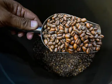 Pemilik memeriksa biji kopi arabika di sebuah tempat pemanggangan kopi di Banda Aceh pada Rabu 9 Juli 2025. (CHAIDEER MAHYUDDIN/AFP)