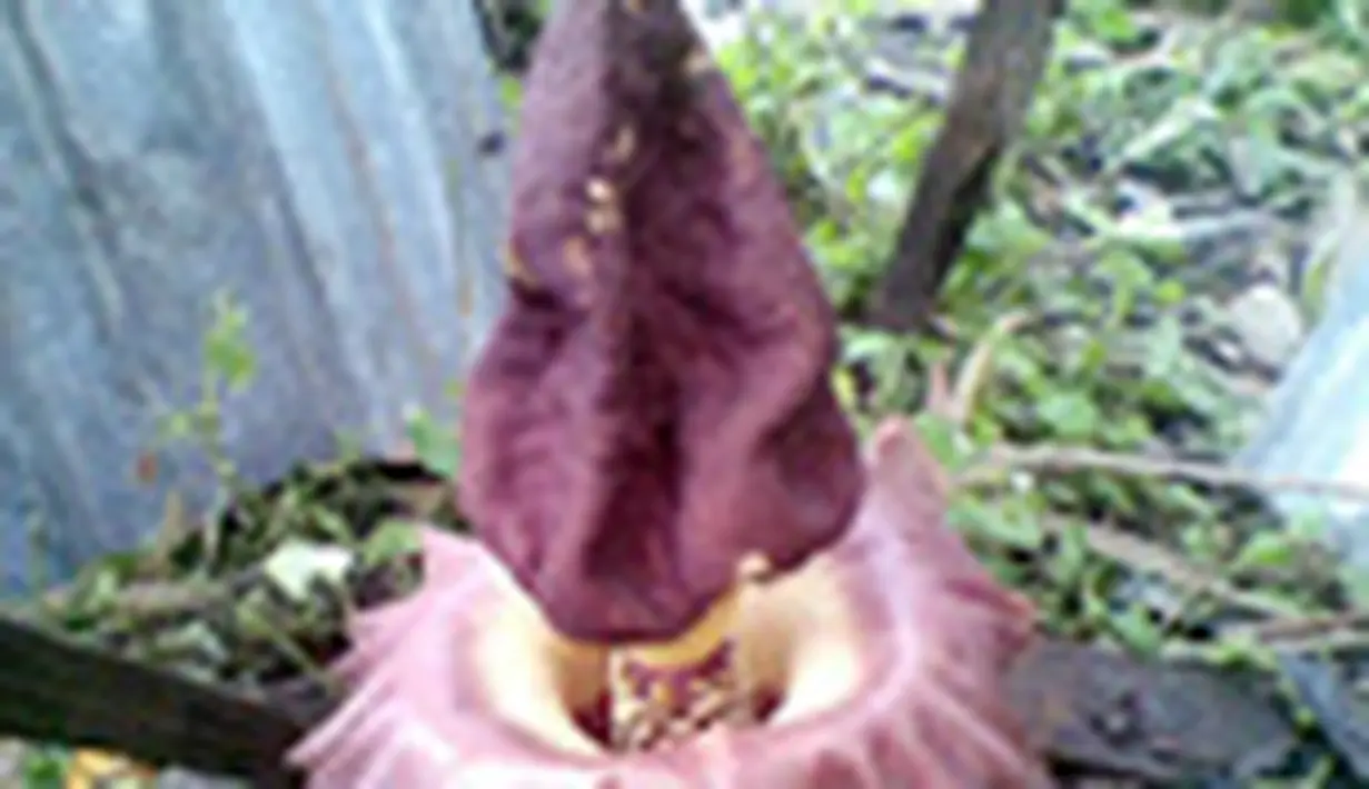 liputan6