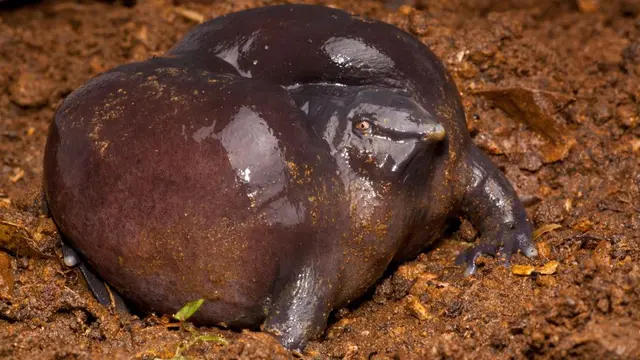 Katak ungu (Nasikabatrachus sahyadrensis)