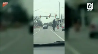 Seorang polisi berkuda mampu menghentikan mobil  yang melanggar lalu linta akibat ngebut.