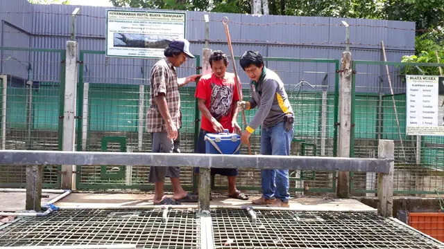 Pemilik penangkaran buaya di Banyumas, Fatah Arif dengan dua asistennya merawat dan memberi makan buaya. (Foto: Liputan6.com/Muhamad Ridlo)