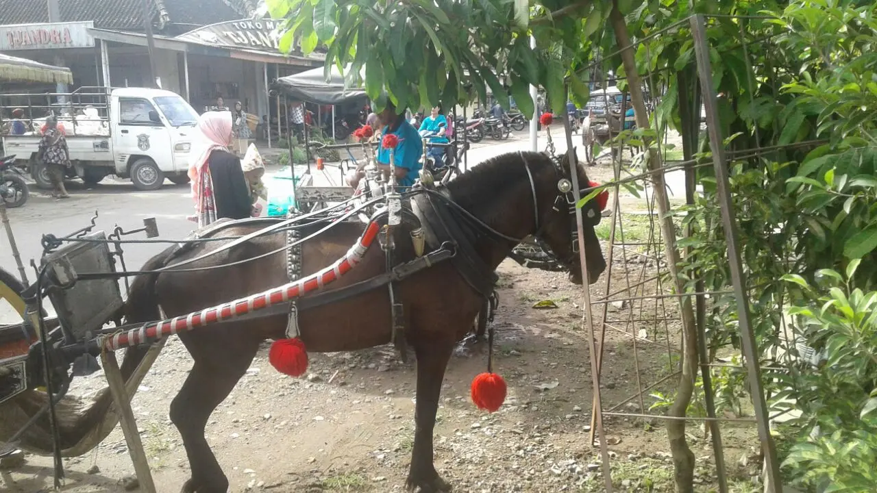 Ojek Belum Bisa Gantikan Delman di Hati Ibu-Ibu Ponorogo