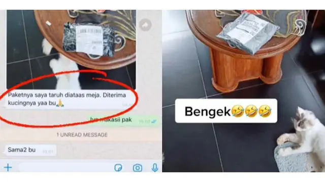 6 Potret Paket Diterima Kucing Ini Bikin Geleng Kepala