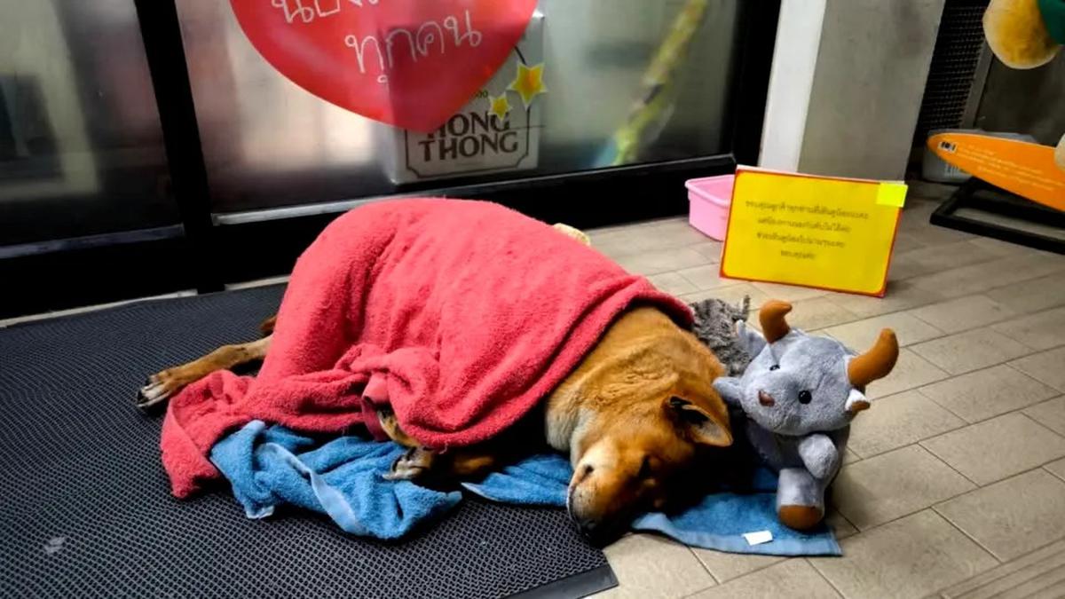 Anjing Ini Setia Tunggu Pemiliknya yang Sudah Wafat, Bikin Haru Seperti Hachiko Jepang