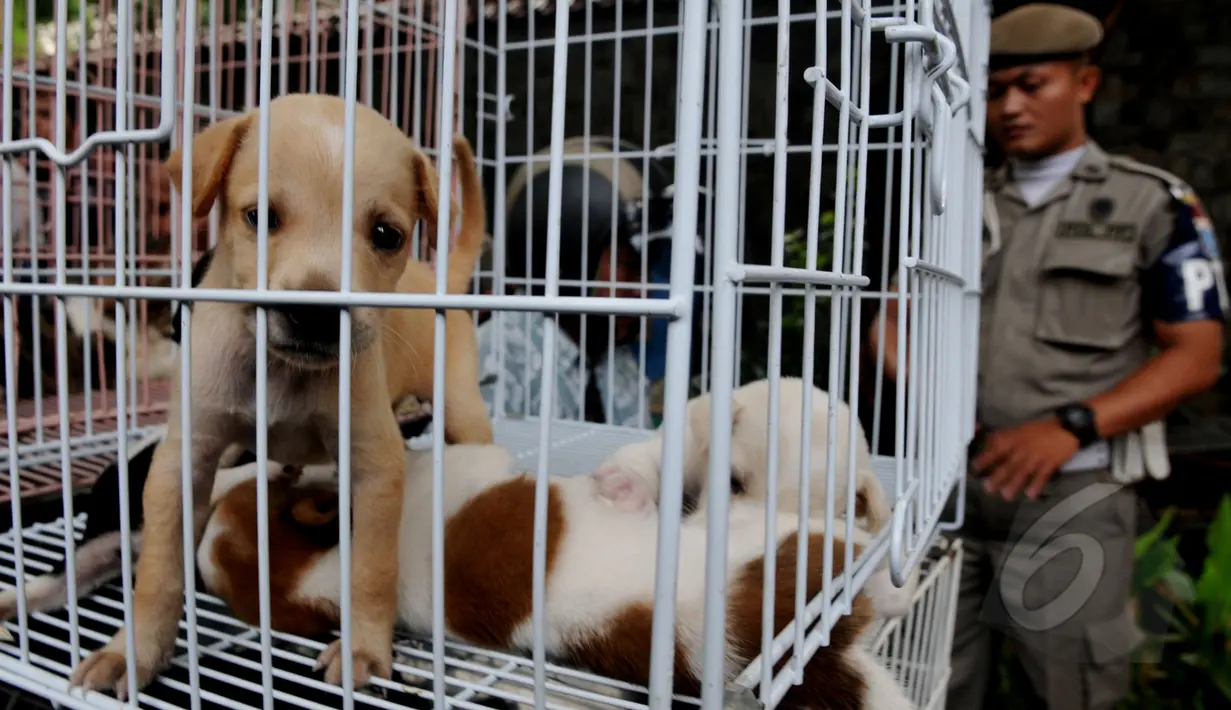 Dinas Peternakan, Perikanan dan Kelautan di bantu Satpol PP menrazia penjual anjing, di jalan Latuharhary, Jakarta Pusat, Kamis (9/4/2015). Dalam oprasinya petugas menyita puluhan anjing yang tidak memiliki kelengkapan surat. (Liputan6.com/Johan Tallo)