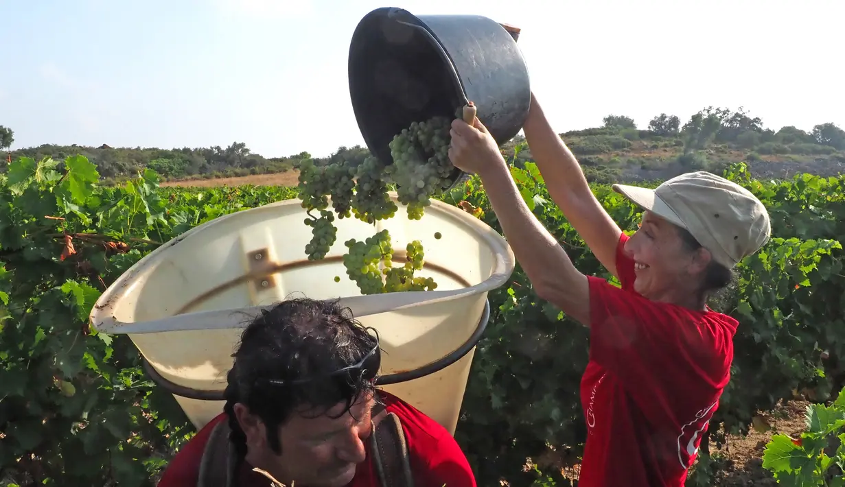 Pekerja memasukan anggur muscat ke dalam ember selama musim panen pertama di kebun anggur di Fitou, Prancis (7/8). (AFP Photo/Raymond Roig)