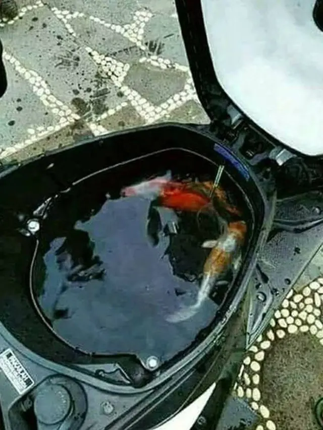 10 Potret Nyeleneh Orang Pelihara Ikan, Cara Kasih Makannya Bikin Geleng Kepala