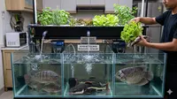 7 Jenis Ikan yang Bisa Dibudidayakan di Akuarium Besar untuk Konsumsi, Peluang Panen di Rumah