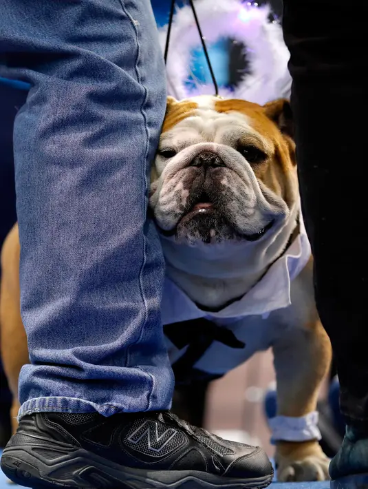 Anjing Bulldog, Lightning Percy milik Kristy Burr berdiri di atas catwalk kontes kecantikan bertajuk Beatiful Bulldog ke-37 di Des Moines, Iowa, Minggu (22/4). Pemenang kontes ini akan menjadi maskot ajang atletik Drake Relays. (AP/Charlie Neibergall)
