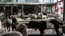 Sejumlah hewan kurban dijual di Pasar Kambing, Tanah Abang, Jakarta, Selasa (6/7/2021). Menurut pedagang, bisanya memasuki dua minggu sebelum Idul Adha Pasar Kambing mulai ramai dikunjungi pembeli, namun tahun ini sepi. (merdeka.com/Iqbal S. Nugroho)