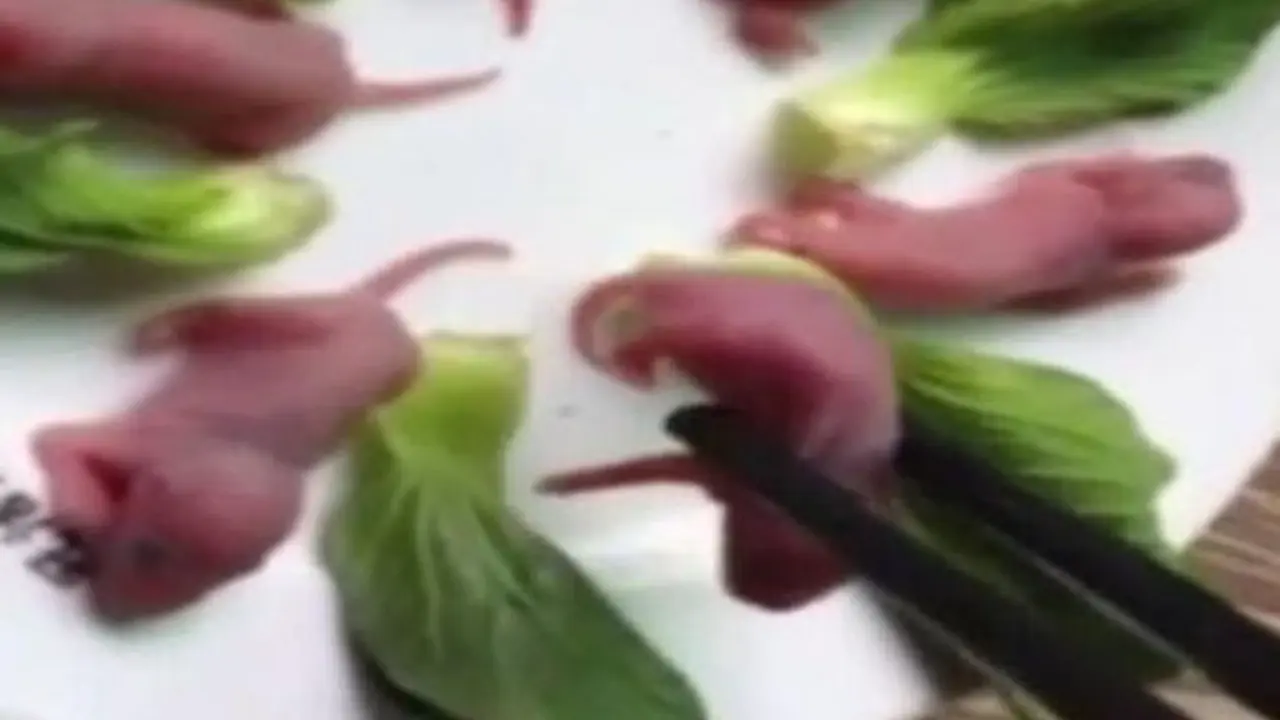 Ngeri, Restoran Ini Sajikan Bayi Tikus Dimakan Hidup dengan Saus