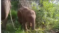 Gajah Tari di Taman Nasional Tesso Nilo Ulang Tahun ke-1, Banjir Ucapan Selamat dan Disebut Makin Pintar Main Seruduk.&nbsp; foto: Youtube&nbsp;Taman Nasional Tesso Nilo