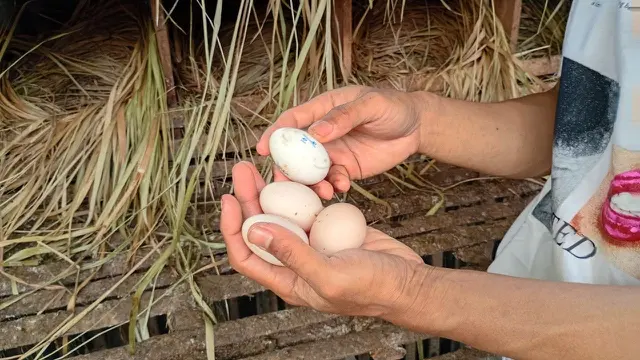 Manfaat Pakan Organik Fermentasi untuk Ayam dan Kesehatan Kita