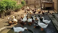 Ternak Bebek 10 Ekor untuk Pemula di Desa, Tips Lengkap Meraup Cuan