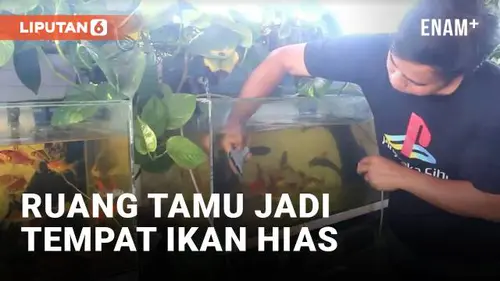 VIDEO: Pria Sulap Ruang Tamu Jadi Tempat Budidaya Ikan Hias, Raup Cuan Jutaan Rupiah