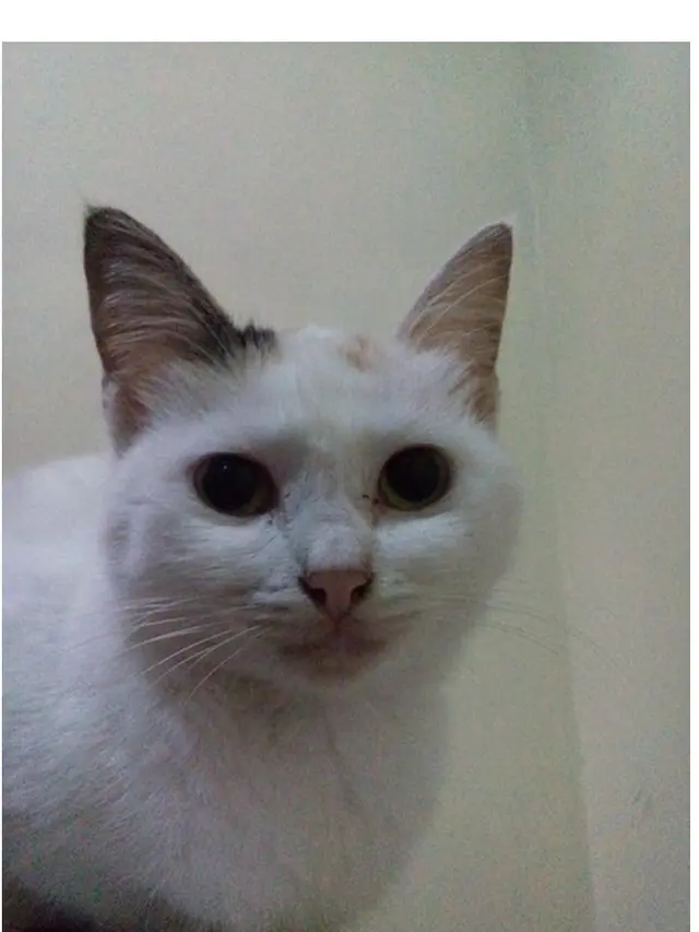 10 Potret Kucing Setelah Disengat Lebah Ini Bikin Kasihan