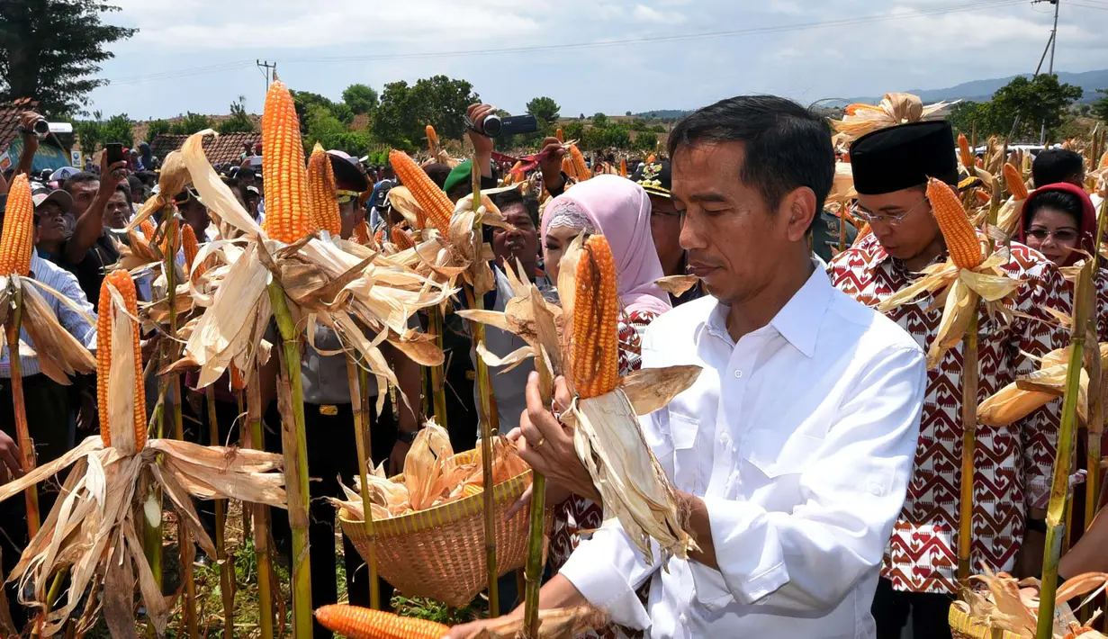 Presiden Joko Widodo (Jokowi) menghadiri panen raya jagung, di Desa Kampasi Meci, Kecamatan Manggelewa, Kabupaten Dompu, Nusa Tenggara Barat (NTB), Sabtu (11/4/2015). (Rumgapres/ Agus Suparto)