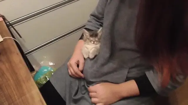 Potret 6 Anak Kucing Masuk Saku Kantong Baju dan Celana Ini Bikin Gemas