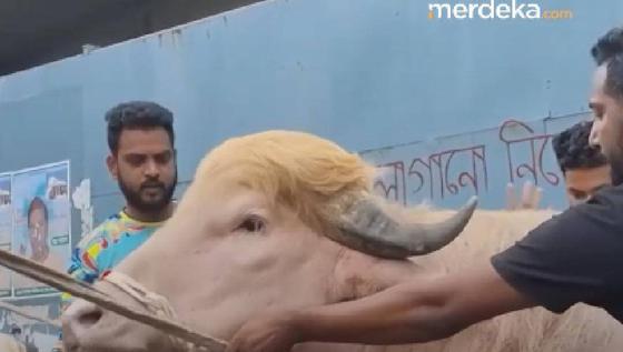 Kerbau Viral Mirip "Donald Trump" Diamankan Otoritas Bangladesh, Batal Dikurbankan