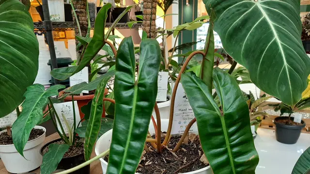 Penerapan PPKM yang terus dilonggarkan ternyata juga berdampak dengan terus menurunnya harga tanaman hias langka di Indonesia. (Liputan6.com/Pramita Tristiawati)