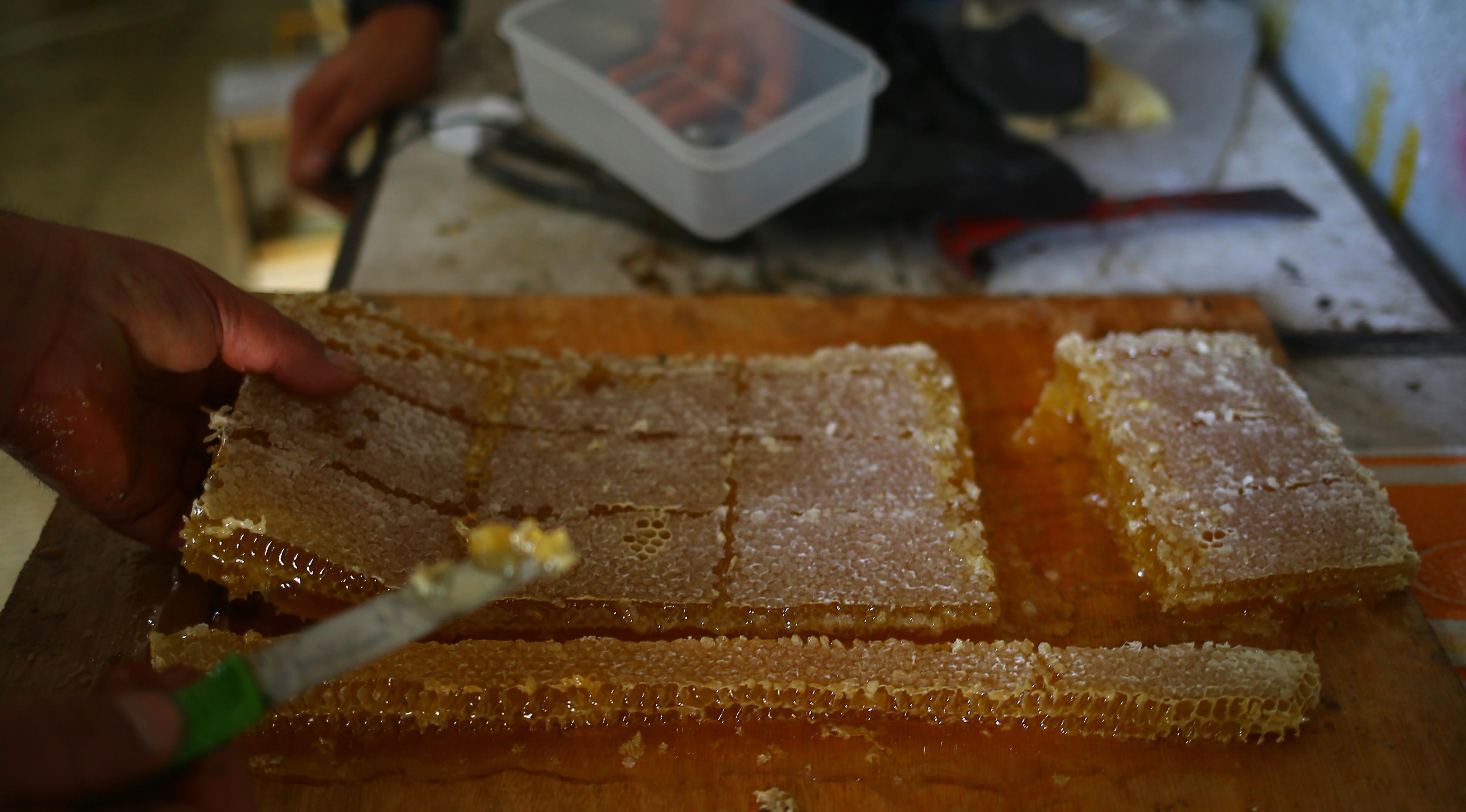 Pekerja memperlihatkan potongan madu yang siap untuk didistribusikan di Beit Hanun, Jalur Gaza utara, Minggu (30/4). Peternakan lebah ini menghasilkan 4000 kilo madu setiap tahun yang hanya dijual di Jalur Gaza. (AFP PHOTO / MOHAMMED ABED)