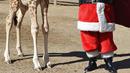 Seorang petugas berkostum Sinterklas kepada bayi jerapah bernama Fito sebagai bagian dari tradisi Natal di La Aurora Zoo, Guatemala City pada Kamis (19/12/2019). Hari Natal yang jatuh pada 25 Desember membuat sejumlah kebun binatang turut merayakannya dengan cara yang unik. (Orlando  ESTRADA/AFP)