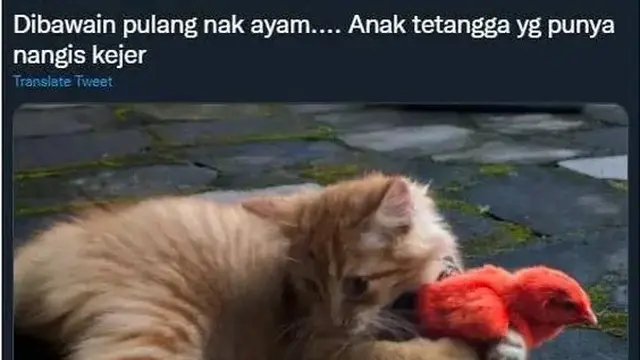10 Potret Kucing Bawa Pulang Hadiah Untuk Majikan Ini Bikin Geleng Kepala