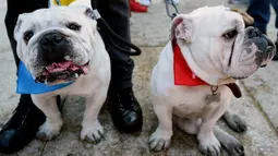 Ekpresi anjing Bulldog saat berkumpul untuk meraih Rekor Guinness di Mexico City di Meksiko (26/2). Bulldog adalah salah satu anjing ras tertua di dunia yang berasal dari Inggris, yang sering dikenal sebagai English Bulldog. (AFP/Alfredo Estrella)