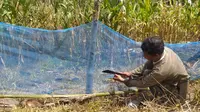 Petani jagung Gorontalo saat membuat pagar kebun seadanya agar tidak dirusak hama. (Liputan6.com/Gorontalo)