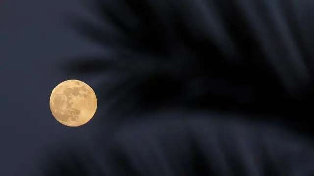 Bulan terbit di belakang pohon palem di atas Laut Mediterania, dilihat dari Roca Llisa di Pulau Ibiza Spanyol pada hari Selasa 25 Mei 2021 (David Gannon / AFP / Getty)