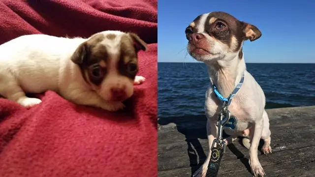 Pertumbuhan Anjing 'Dulu vs Sekarang'.