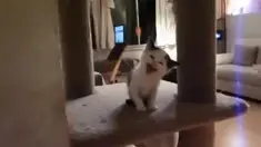 Cowbert, seekor anak kucing, mengeong sebagai bentuk obrolan dengan pemiliknya.