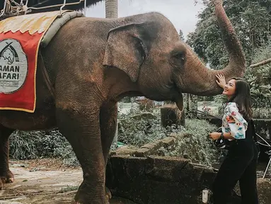 Pemilik nama lengkap Jessica Mila Agnesia memang terkenal sebagai sosok penyayang binatang. Ia beberapa kali sampaikan dukungan untuk melindungi hewan langka. Kecintaannya terhadap hewan terlihat saat antusias bertemu dengan gajah di Royal Safari Garden. (Liputan6.com/IG/@jscmila)