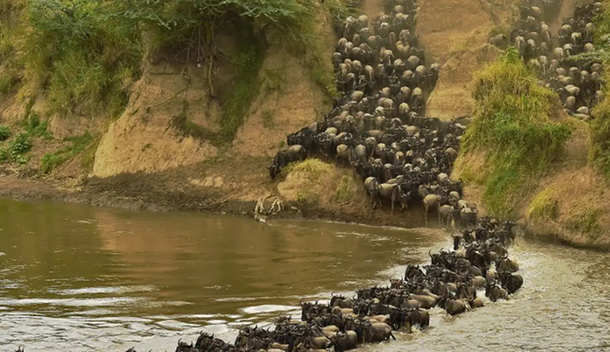 Kawanan Wildebeest menyeberangi sungai di Masai Mara saat berimigrasi, Kenya (4/9/2015). Wildebeest bermigrasi hingga jarak ratusan kilometer demi menemukan padang rumput selama musim kering di Kenya. (AFP PHOTO/Carl de Souza)